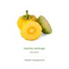 Garcinia Cambogia Orca Innovation