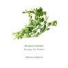Bacopa Monnieri Orca Innovation