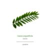 Cassia angustifolia Orca Innovation