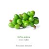 Coffee Arabica Orca Innovation