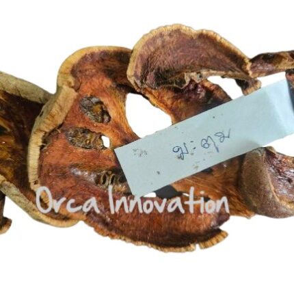 มะตูม Orca Innovation